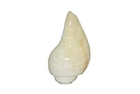Vamavarti Original Engraved Premium Natural Conch Shell Loud Blowing Shankh for Pooja and home decor || Dimensions: 14cm x 7cm x 5.5 Vamavarti Original Engraved Premium Natural Conch Shell Loud Blowing Shankh for Pooja and home decor || Dimensions: 14cm x 7cm x 5.5