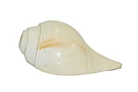 Vamavarti Original Engraved Premium Natural Conch Shell Loud Blowing Shankh for Pooja and home decor || Dimensions: 14cm x 7cm x 5.5 Vamavarti Original Engraved Premium Natural Conch Shell Loud Blowing Shankh for Pooja and home decor || Dimensions: 14cm x 7cm x 5.5