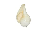 Vamavarti Original Engraved Premium Natural Conch Shell Loud Blowing Shankh for Pooja and home decor || Dimensions: 14cm x 7cm x 5.5 Vamavarti Original Engraved Premium Natural Conch Shell Loud Blowing Shankh for Pooja and home decor || Dimensions: 14cm x 7cm x 5.5