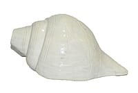 Original Engraved Premium Natural Conch Shell Shankh, For Pooja and Home Decor || Dimensions: 18 cm x 10 cm x 9 cm Original Engraved Premium Natural Conch Shell Shankh, For Pooja and Home Decor || Dimensions: 18 cm x 10 cm x 9 cm