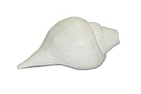 Original Engraved Premium Natural Conch Shell Shankh, For Pooja and Home Decor || Dimensions: 18 cm x 10 cm x 9 cm Original Engraved Premium Natural Conch Shell Shankh, For Pooja and Home Decor || Dimensions: 18 cm x 10 cm x 9 cm