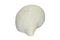 Original Engraved Premium Natural Conch Shell Shankh, For Pooja and Home Decor || Dimensions: 18 cm x 10 cm x 9 cm Original Engraved Premium Natural Conch Shell Shankh, For Pooja and Home Decor || Dimensions: 18 cm x 10 cm x 9 cm
