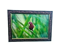 Beautifully photographed in their natural habitat and elegantly framed Red avadavat in the wild || wildlife photograhy || Professionally captured photo || bird in a frame || home décor || Framed wall Beautifully photographed in their natural habitat and elegantly framed Red avadavat in the wild || wildlife photograhy || Professionally captured photo || bird in a frame || home décor || Framed wall