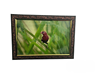 Beautifully photographed in their natural habitat and elegantly framed Red avadavat in the wild || wildlife photograhy || Professionally captured photo || bird in a frame || home décor || Framed wall Beautifully photographed in their natural habitat and elegantly framed Red avadavat in the wild || wildlife photograhy || Professionally captured photo || bird in a frame || home décor || Framed wall