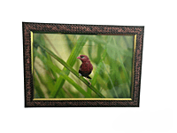 Beautifully photographed in their natural habitat and elegantly framed Red avadavat in the wild || wildlife photograhy || Professionally captured photo || bird in a frame || home décor || Framed wall Beautifully photographed in their natural habitat and elegantly framed Red avadavat in the wild || wildlife photograhy || Professionally captured photo || bird in a frame || home décor || Framed wall