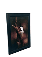 Beautifully photographed in their natural habitat and elegantly framed Red-Whiskered Bulbul in the wild || wildlife photograhy || Professionally captured photo || bird in a frame || home décor Beautifully photographed in their natural habitat and elegantly framed Red-Whiskered Bulbul in the wild || wildlife photograhy || Professionally captured photo || bird in a frame || home décor
