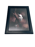 Beautifully photographed in their natural habitat and elegantly framed Red-Whiskered Bulbul in the wild || wildlife photograhy || Professionally captured photo || bird in a frame || home décor Beautifully photographed in their natural habitat and elegantly framed Red-Whiskered Bulbul in the wild || wildlife photograhy || Professionally captured photo || bird in a frame || home décor
