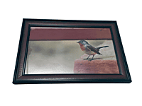 Beautifully photographed in their natural habitat and elegantly framed red-breasted fly catcher in the wild || wildlife photograhy || Professionally captured photo || bird in a frame || 9.5 * 13.5 IN Beautifully photographed in their natural habitat and elegantly framed red-breasted fly catcher in the wild || wildlife photograhy || Professionally captured photo || bird in a frame || 9.5 * 13.5 IN