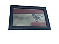Beautifully photographed in their natural habitat and elegantly framed red-breasted fly catcher in the wild || wildlife photograhy || Professionally captured photo || bird in a frame || 9.5 * 13.5 IN Beautifully photographed in their natural habitat and elegantly framed red-breasted fly catcher in the wild || wildlife photograhy || Professionally captured photo || bird in a frame || 9.5 * 13.5 IN